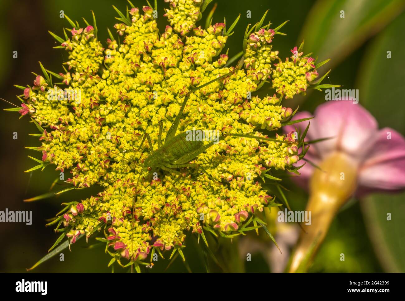 Les sauterelles sont un groupe d'insectes appartenant au sous-ordre Caelifera. Banque D'Images