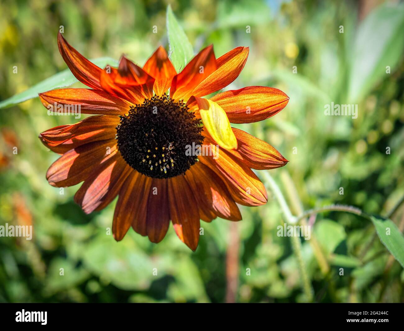 Tournesol orange dans un jardin de campagne anglaise Banque D'Images