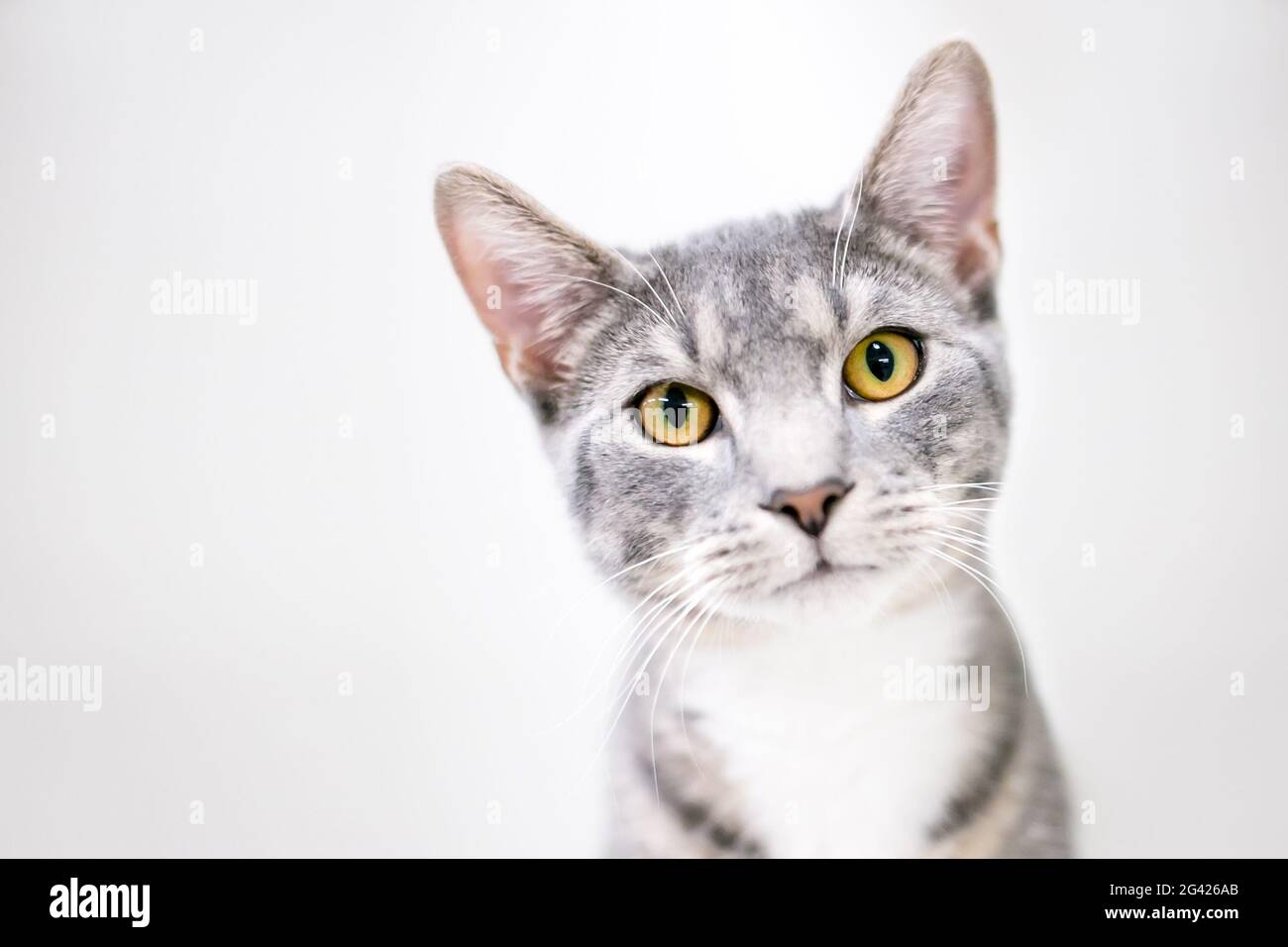 Un tabby gris et blanc chat court avec des yeux jaune vif regardant la caméra avec une inclinaison de tête Banque D'Images