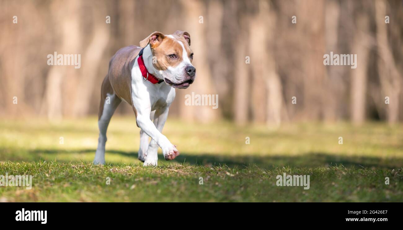 Un chien mixte de race Pit Bull Terrier portant un collier rouge marchant à l'extérieur Banque D'Images