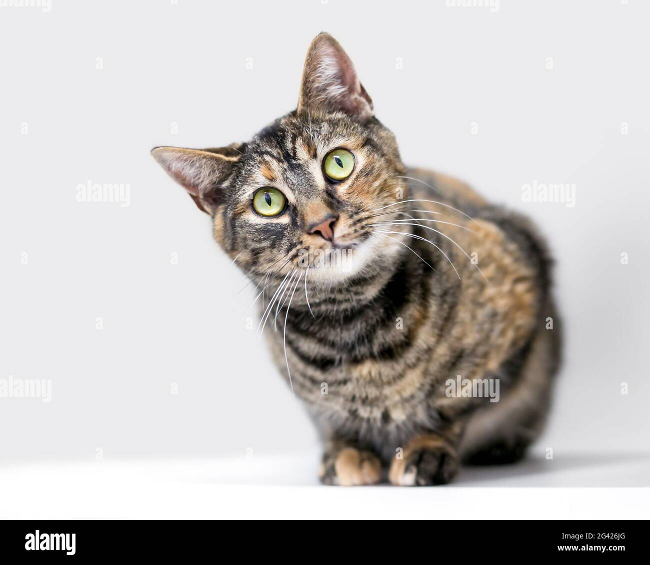 Cat Body Language Banque De Photographies Et D Images A Haute Resolution Alamy