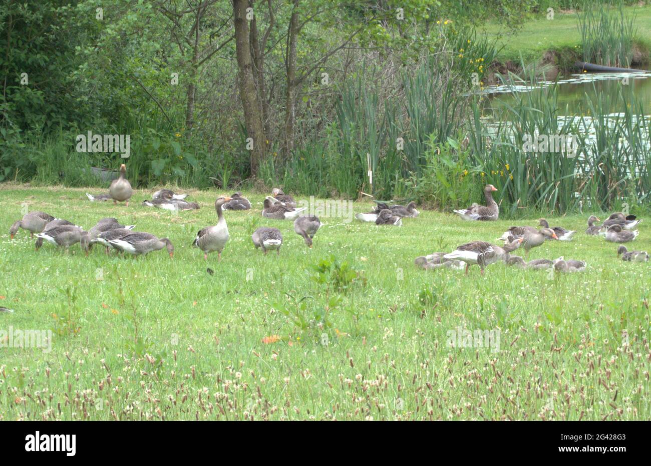 Troupeau d'Oies de Graylag mangeant à côté de l'étang de pêche Banque D'Images