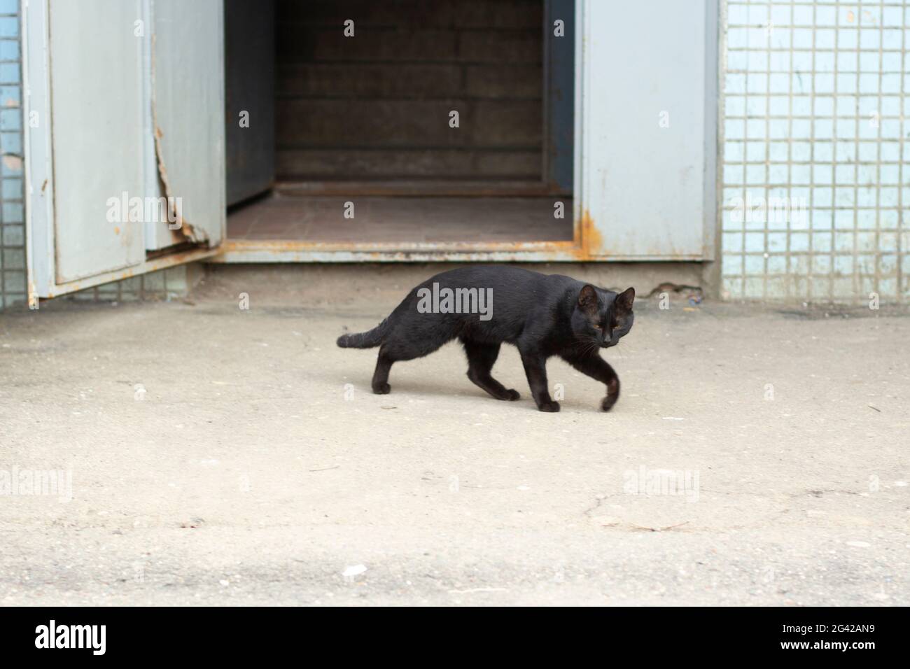 Chat noir dans la rue. Le chat a été laissé sans maison. Un chat noir est un mauvais présage. Banque D'Images