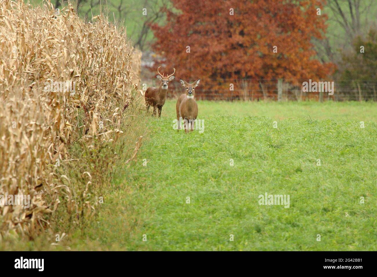 Un Buck et Doe de Whitetail dans les champs d'automne. Banque D'Images