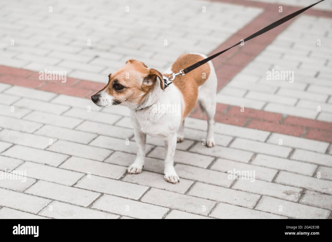 Petit chien sur une laisse pour une promenade Photo Stock - Alamy