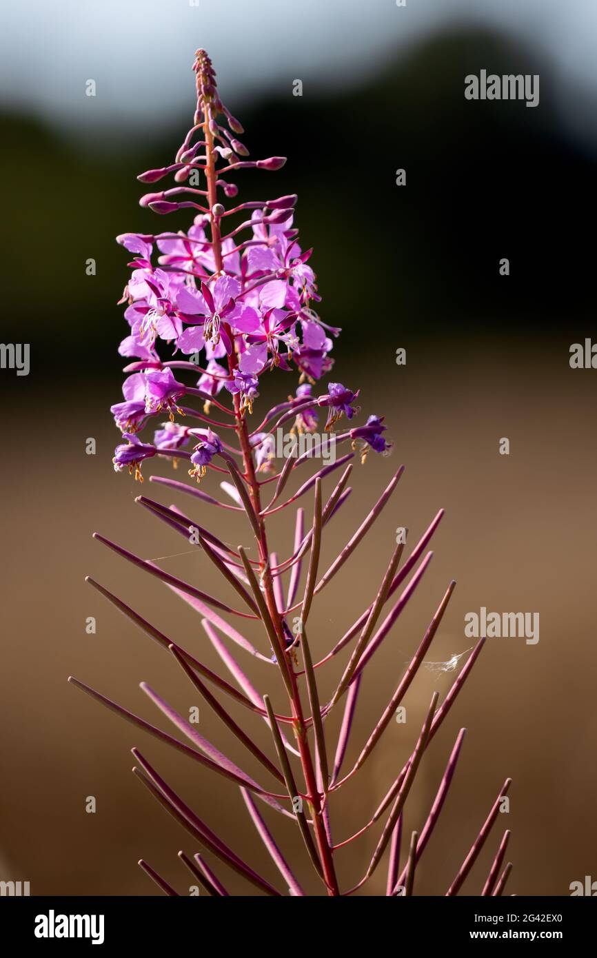 Rosebay Willowherb (Epilobium angustifolium) floraison par une route dans East Grinstead Banque D'Images