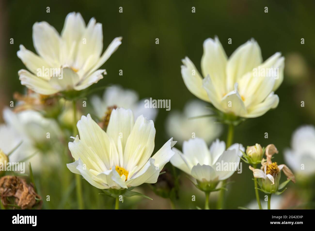 Le jardin Cosmos (Cosmos bipinnatus.) fleurit dans un jardin de Bergame Banque D'Images