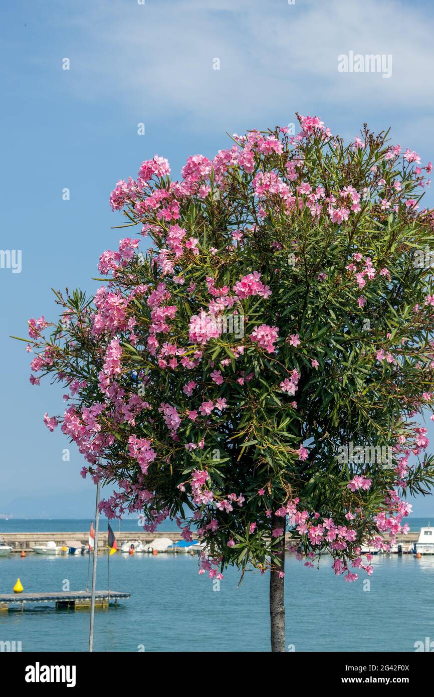 Arbustes roses à l'Oleander fleuris sur les rives du lac de Garde À Peschiera del Garda Banque D'Images