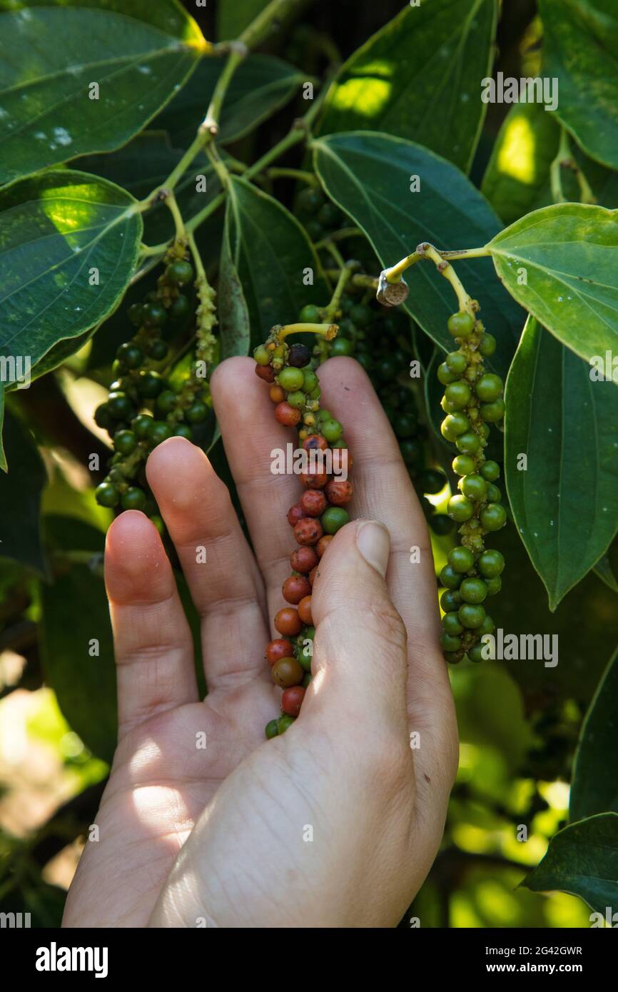 Main de femme manipulant des grains de poivre frais de la ferme de Thuan Dong Pepper, Cua CAN, Phu Quoc Island, Kien Giang, Vietnam, Asie Banque D'Images