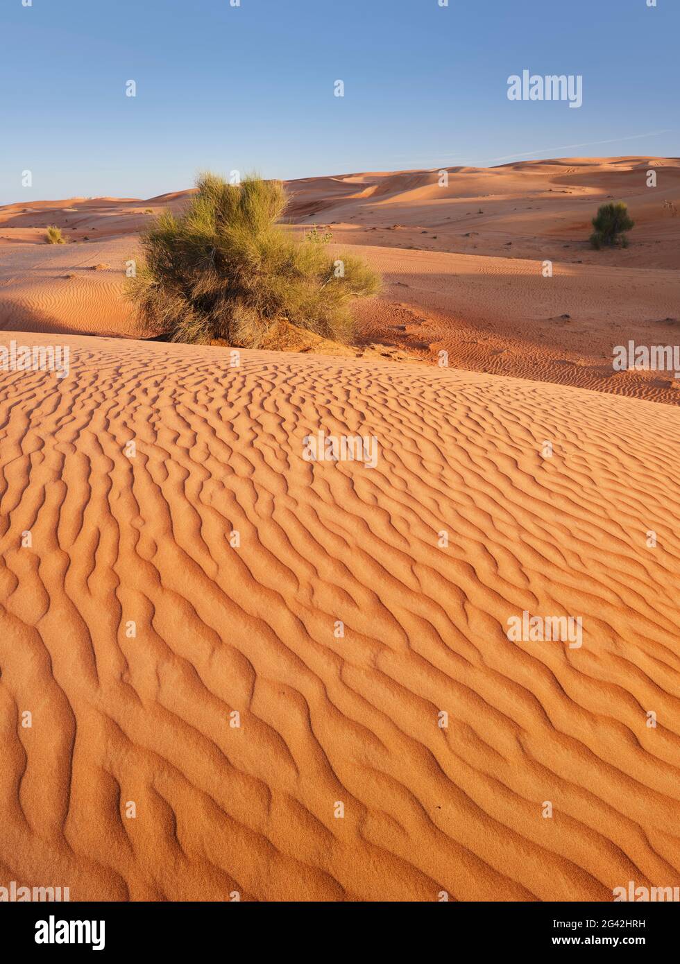 Dunes, désert, Dubaï, Émirats arabes Unis Banque D'Images