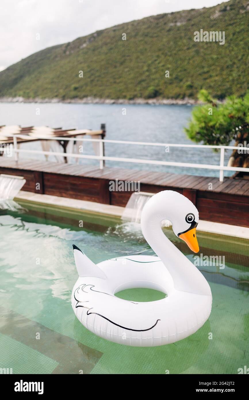 Un cercle gonflable en forme de cygne blanc flotte dans la piscine. Banque D'Images