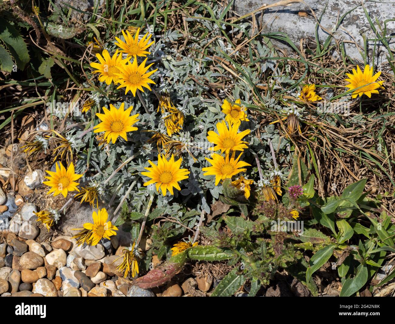 Les fleurs jaunes fleurissent en été à côté de la promenade d'Eastbourne Banque D'Images