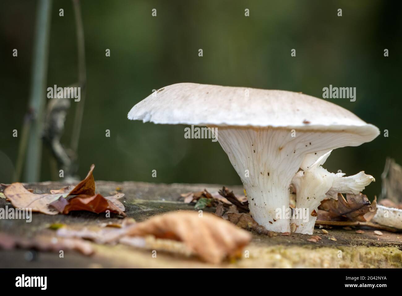 Champignon souche d'arbre Banque de photographies et d’images à haute — free download