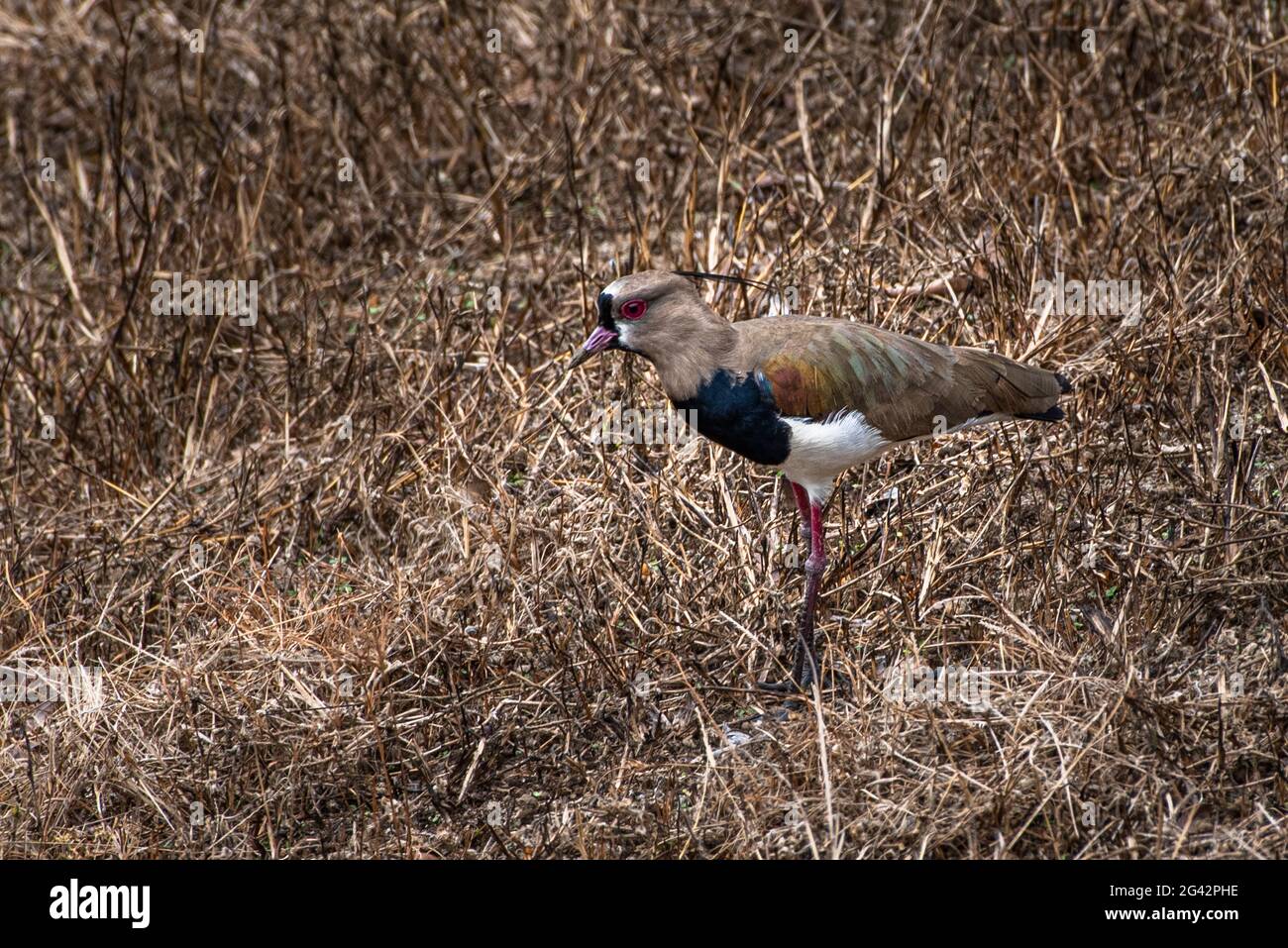 Image d'oiseau de Lapwing Banque D'Images