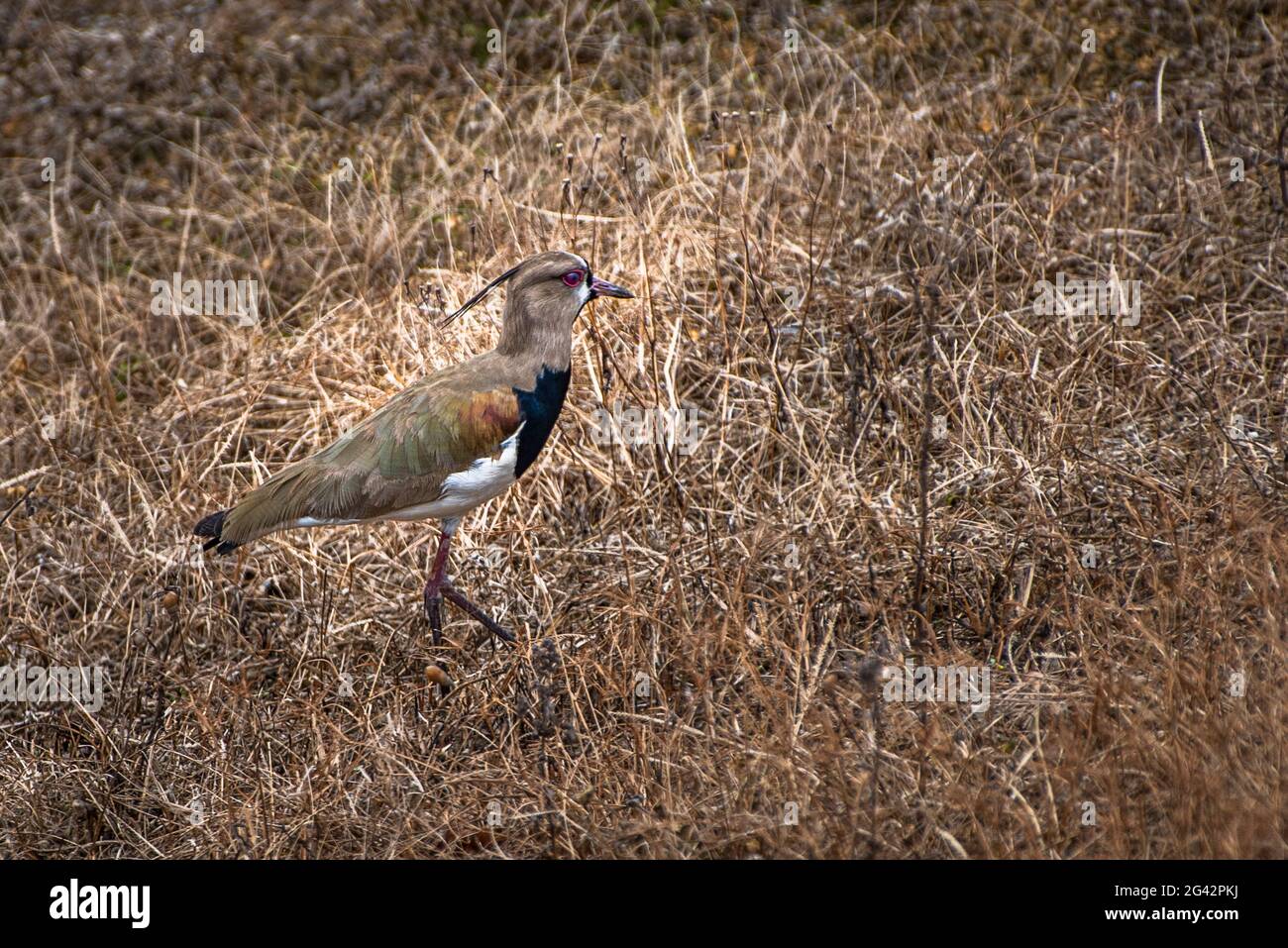 Image d'oiseau de Lapwing Banque D'Images