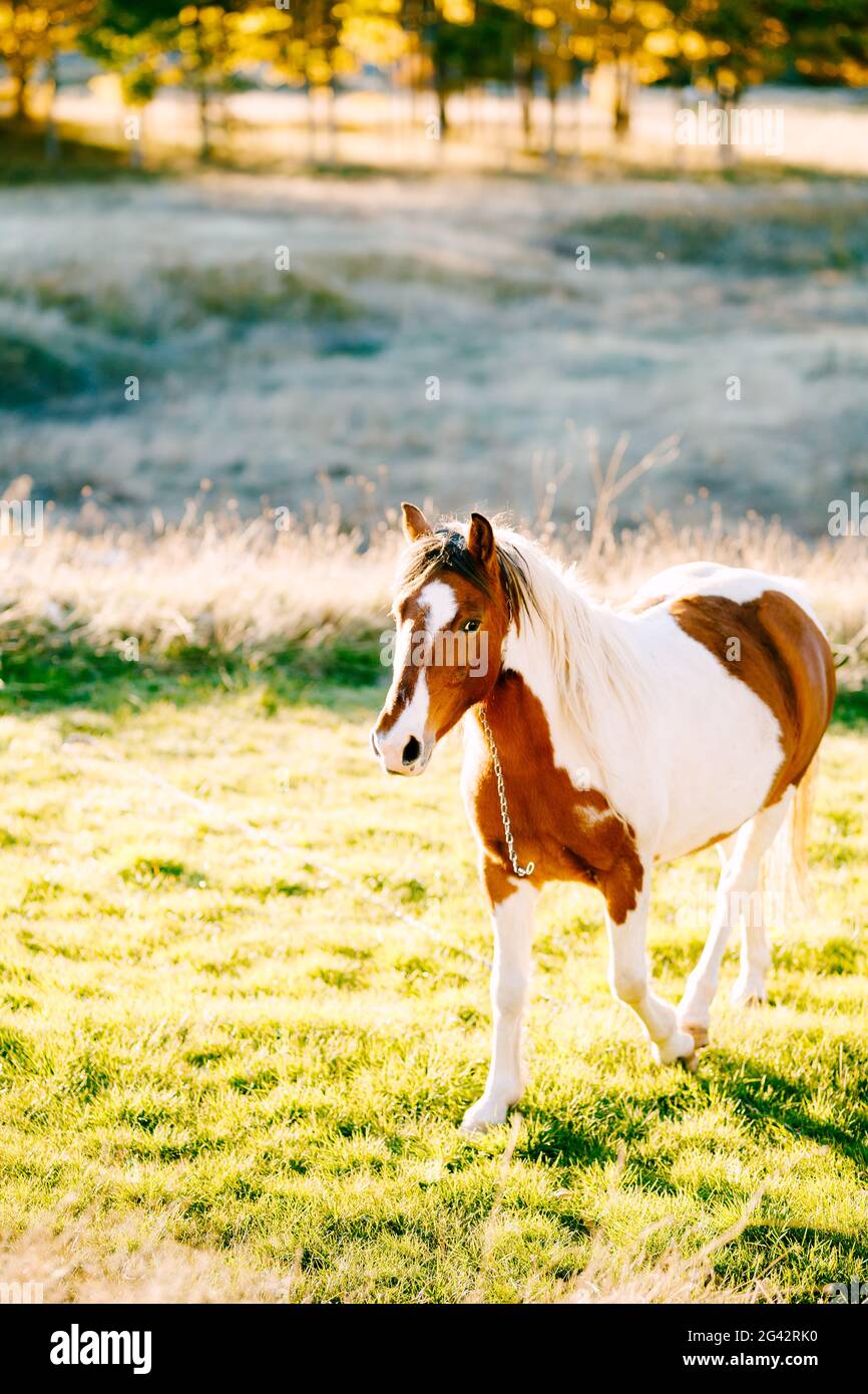 Un cheval brun blanc marche dans un pré dans la lumière du coucher du soleil. Banque D'Images