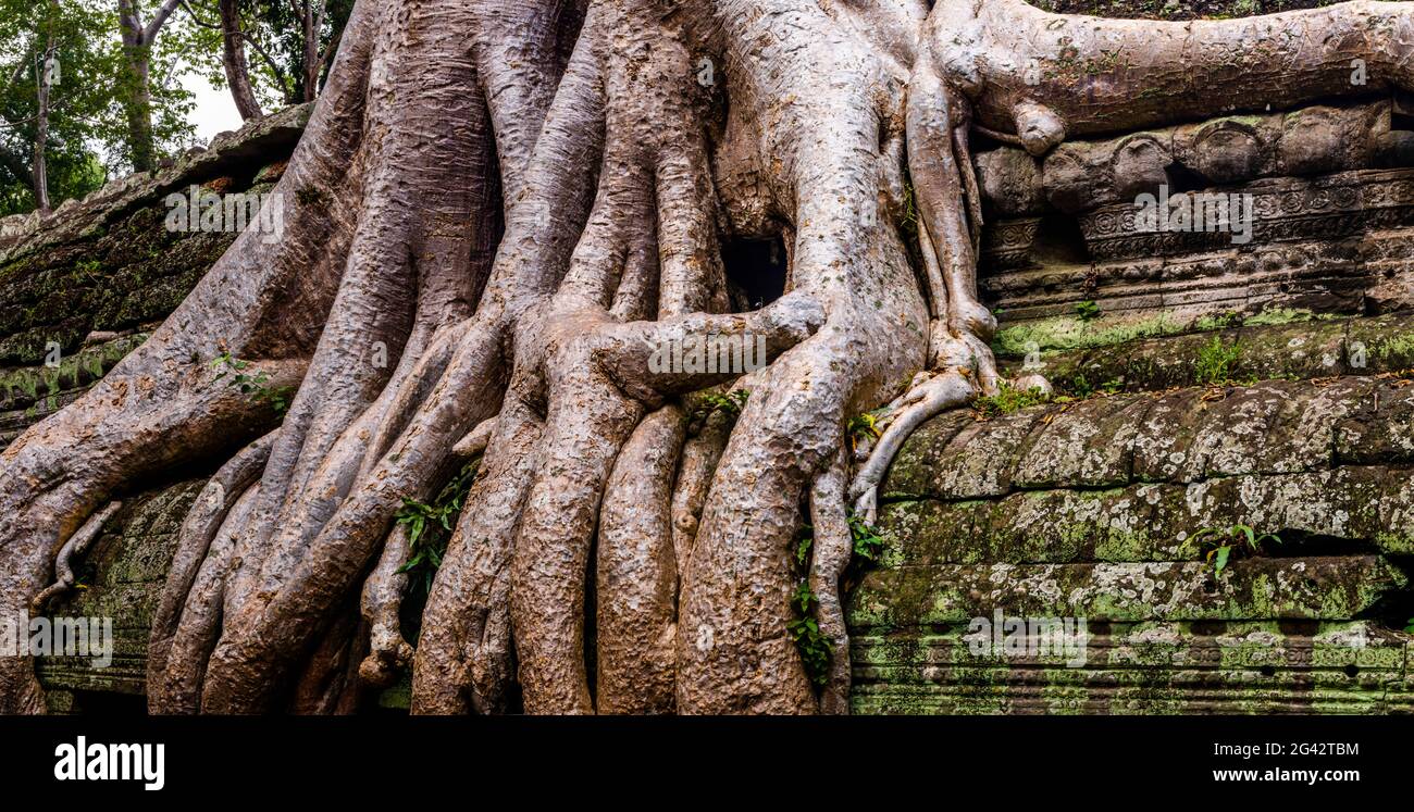 Ta Prohm Temple ruine avec arbre qui pousse dessus, Parc archéologique d'Angkor Wat, Siem Reap, Cambodge Banque D'Images