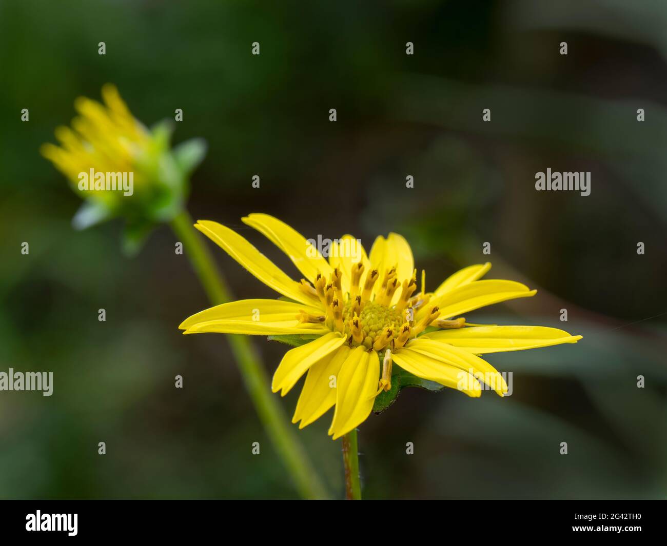 Close up of yellow daisy Banque D'Images