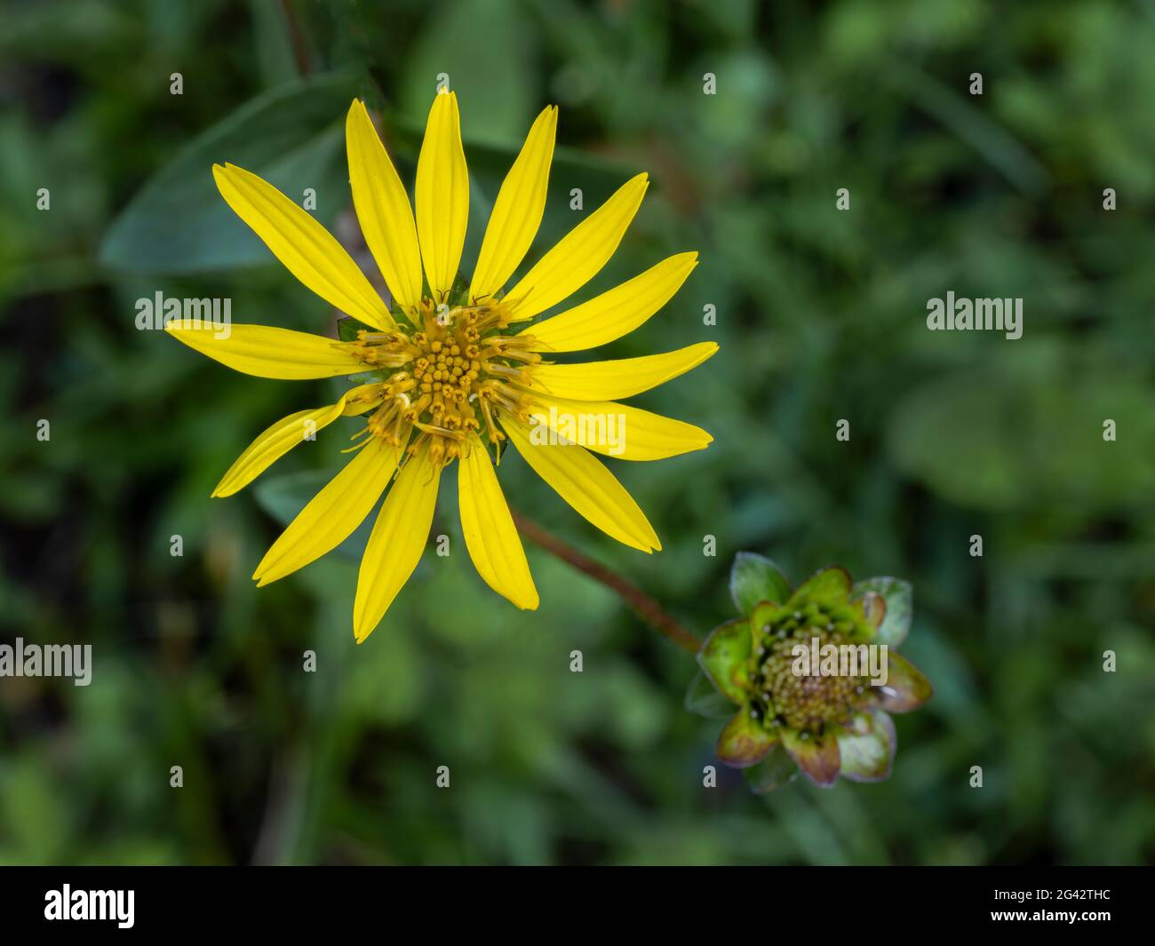 Close up of yellow daisy Banque D'Images
