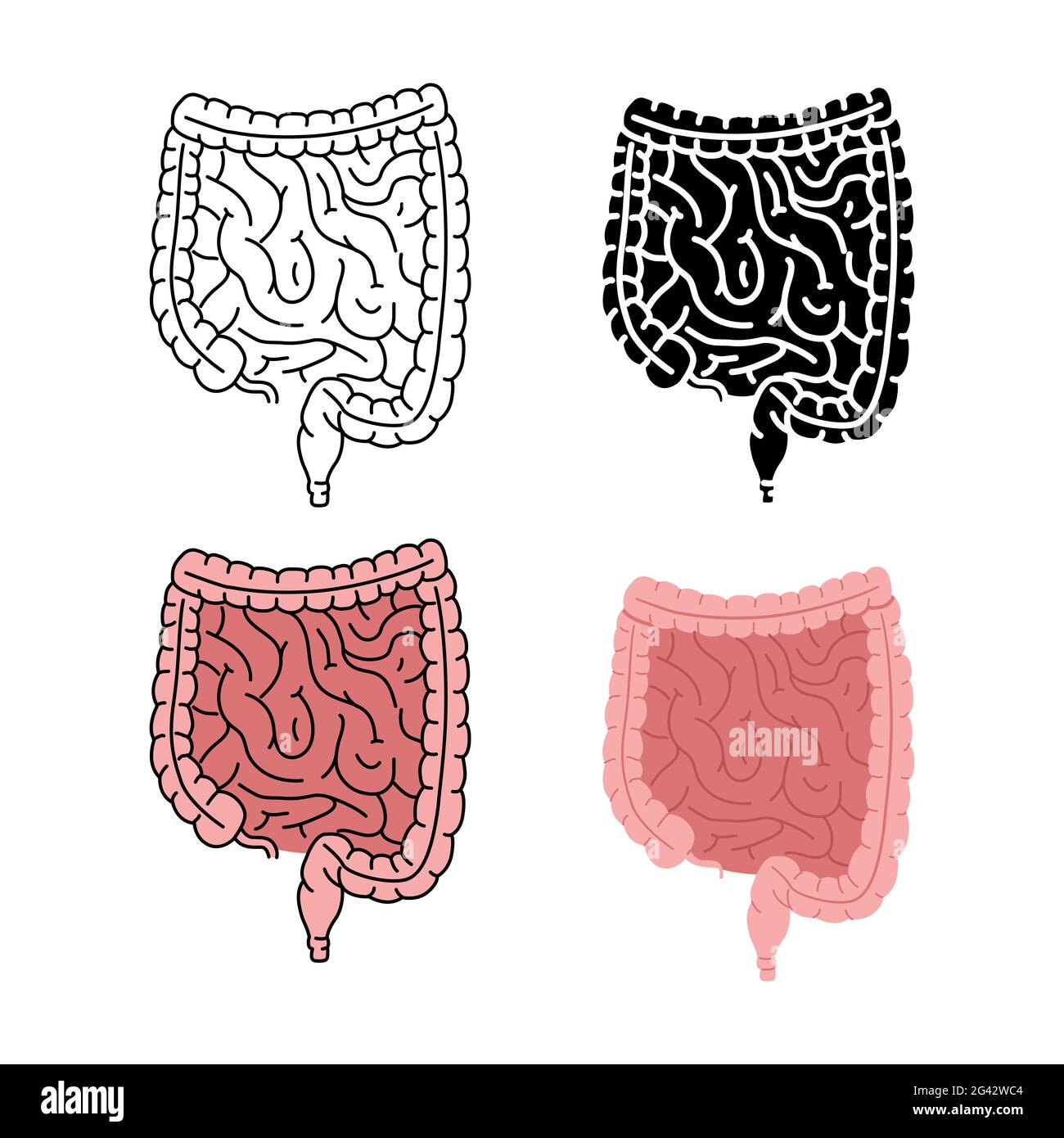 Illustration vectorielle des intestins humains sains isolée sur fond blanc Banque D'Images