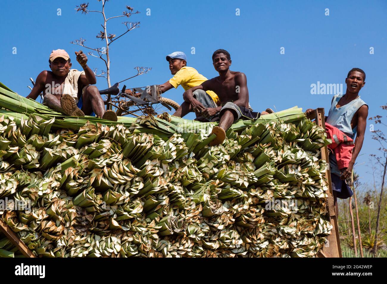 Récolte de sisal, agaves de sisal, Agave sisalana, Réserve de Berenty, sud de Madagascar, Afrique Banque D'Images