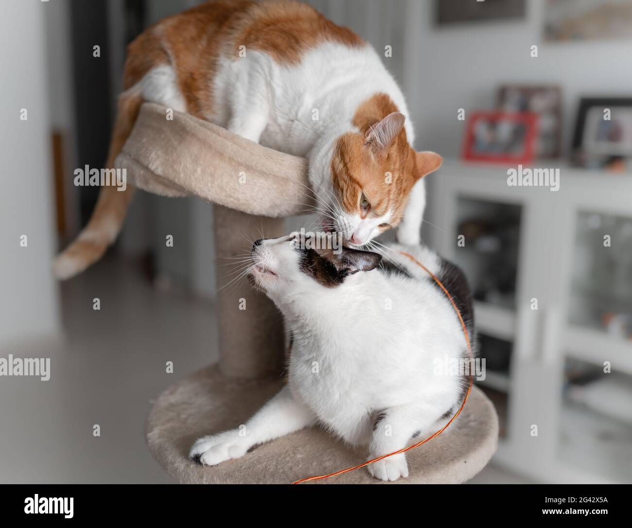 chat brun et blanc sur le dessus d'une tour de grattoir, mord l'oreille  d'un chat noir et blanc. gros plan Photo Stock - Alamy