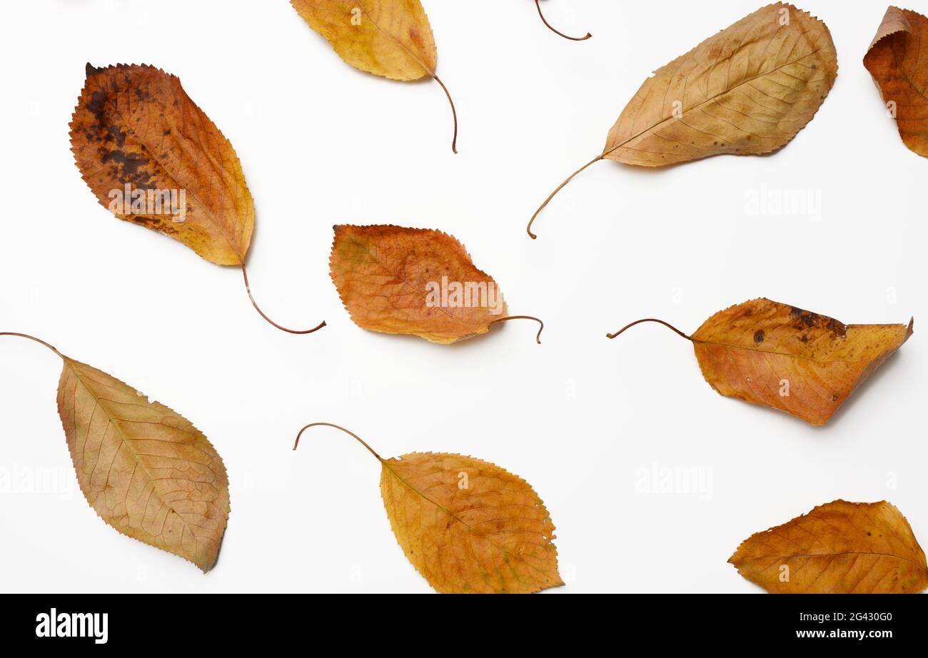 Sécher les feuilles de cerise dorée sur fond blanc Banque D'Images