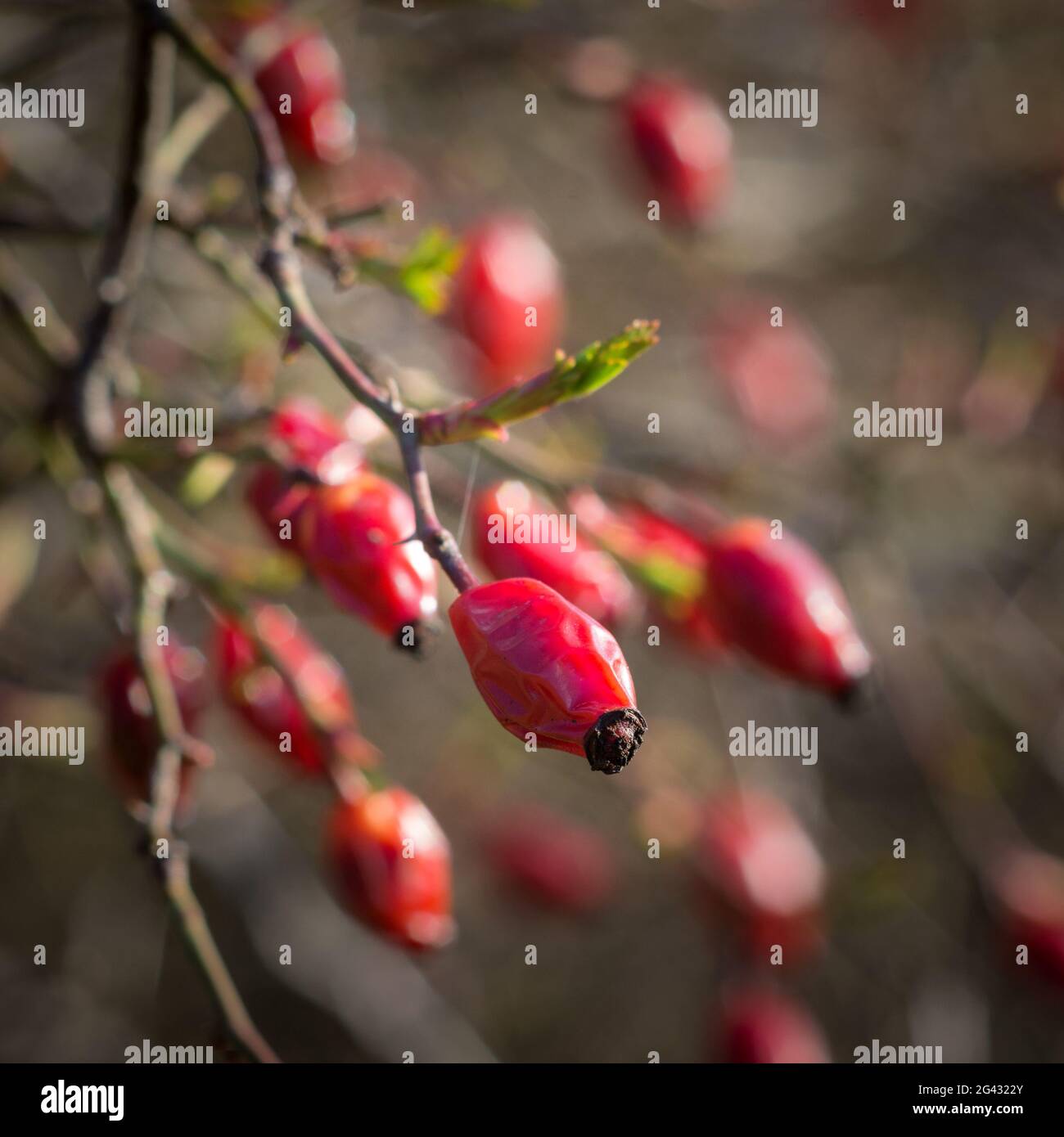 Hanches aux côtes en hiver Banque D'Images