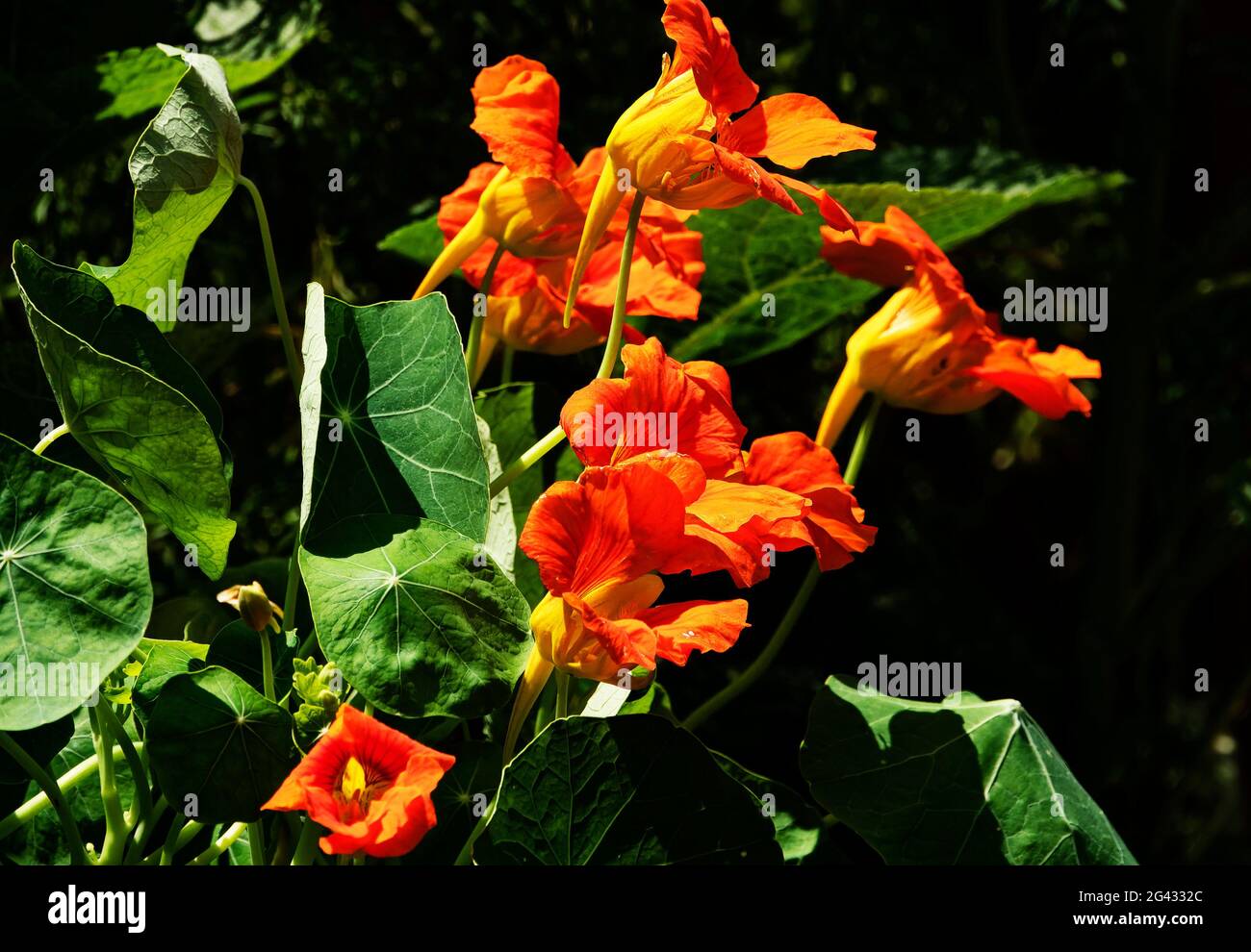Fleur de Naturtium orange sur la clôture du jardin Banque D'Images