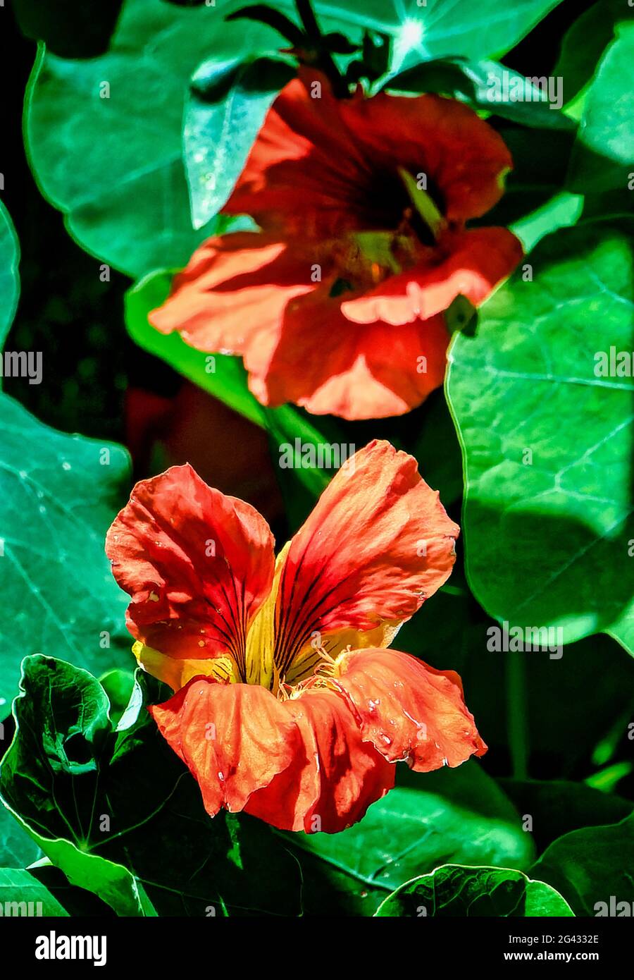 Fleur de Naturtium orange sur la clôture du jardin Banque D'Images