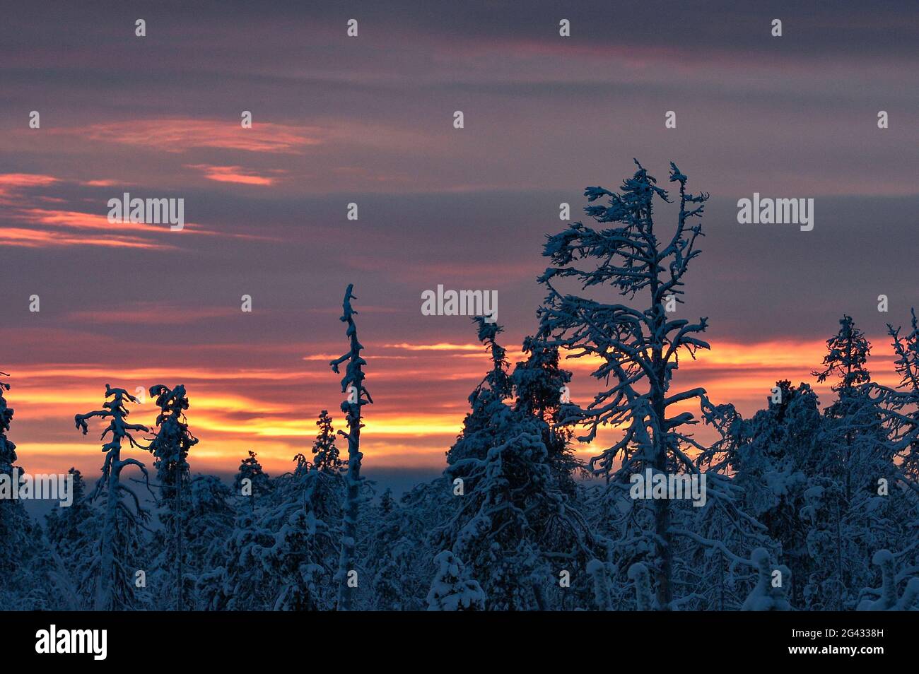 Arbres glacés à l'aube en hiver en Laponie, Arjeplog, Suède Banque D'Images