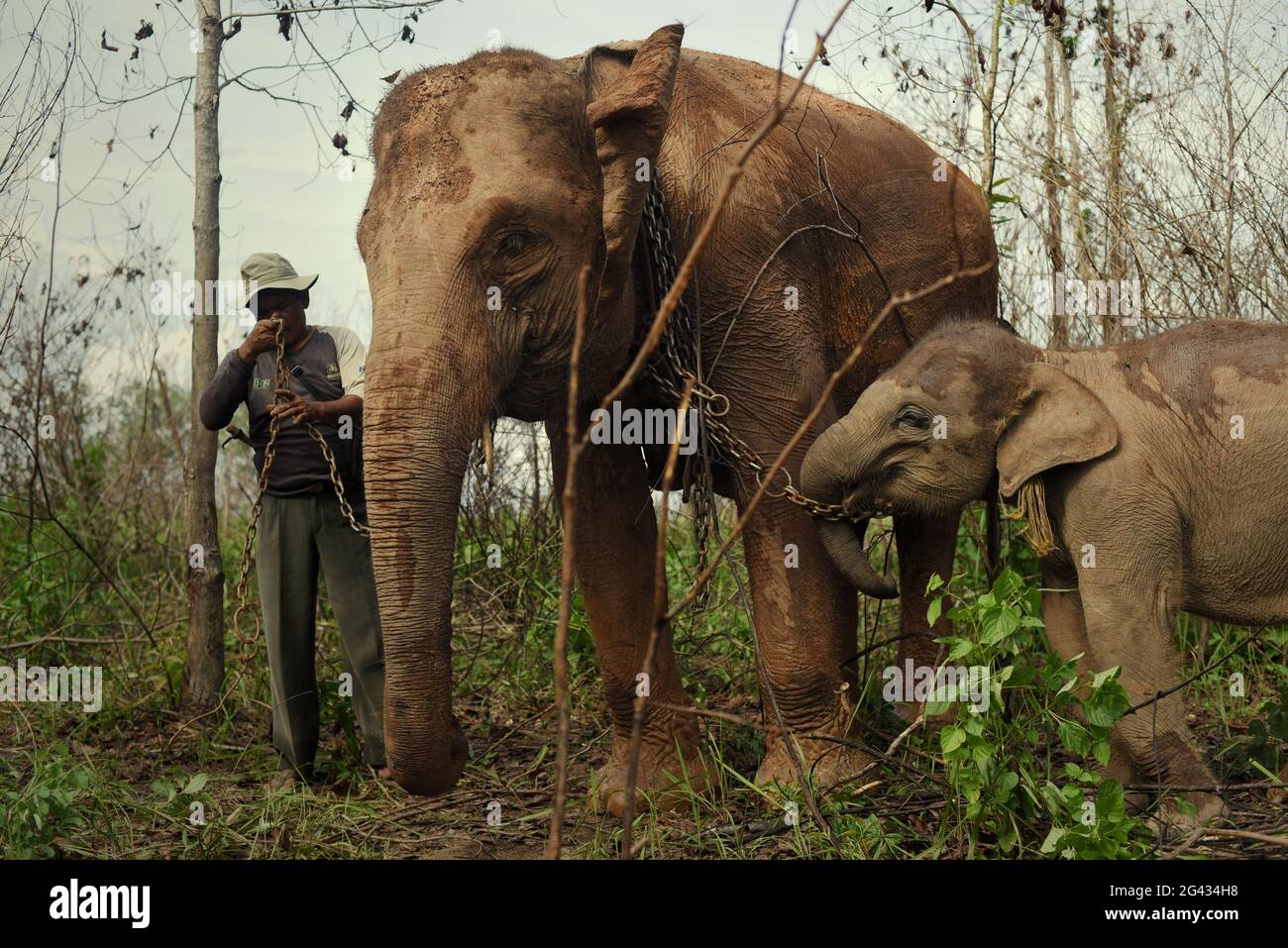 Rebo, un mahout, préparant ses éléphants pour une promenade de retour au centre des éléphants après qu'ils se nourrissent sur les buissons dans le parc national de Kambas, Indonésie. Banque D'Images