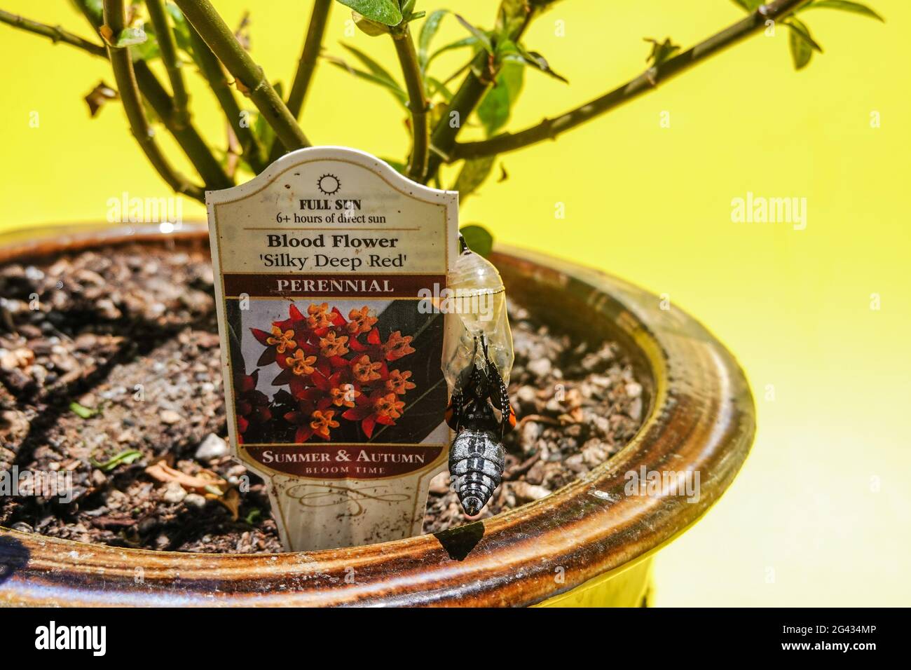 Étapes de la métamorphose du papillon Monarch sur une plante de l'herbe à lait dans une cour de Californie Banque D'Images