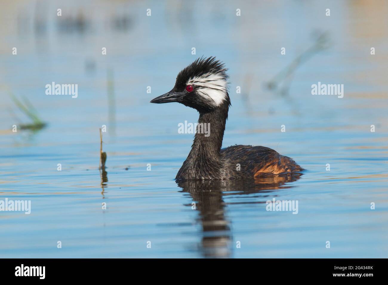 Grebe touffeté blanche (Rollandia rolland), baignade dans le lagon de Pampas, province de la Pampa, Patagonie, Argentine. Banque D'Images