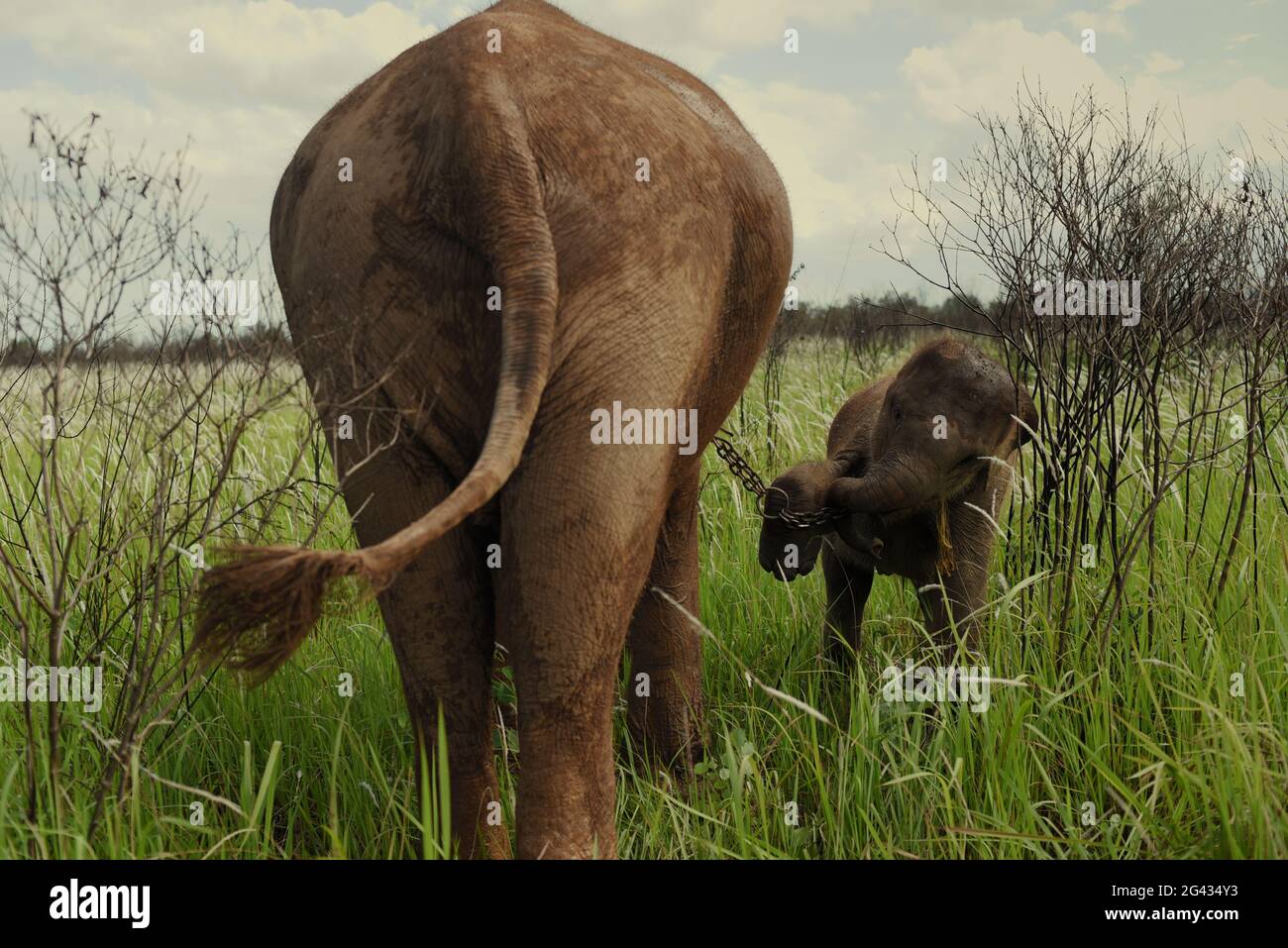 Un éléphant et un veau prêts à marcher pour retourner au centre de l'éléphant après qu'ils se nourrissent sur les buissons dans la voie du parc national de Kambas, Indonésie. Banque D'Images