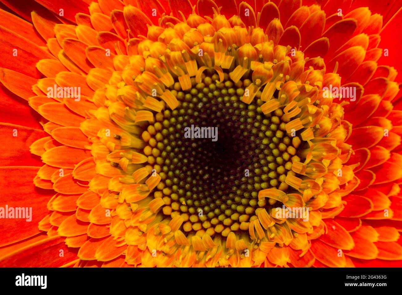 Superbes fleurs printanières colorées en macro Banque D'Images