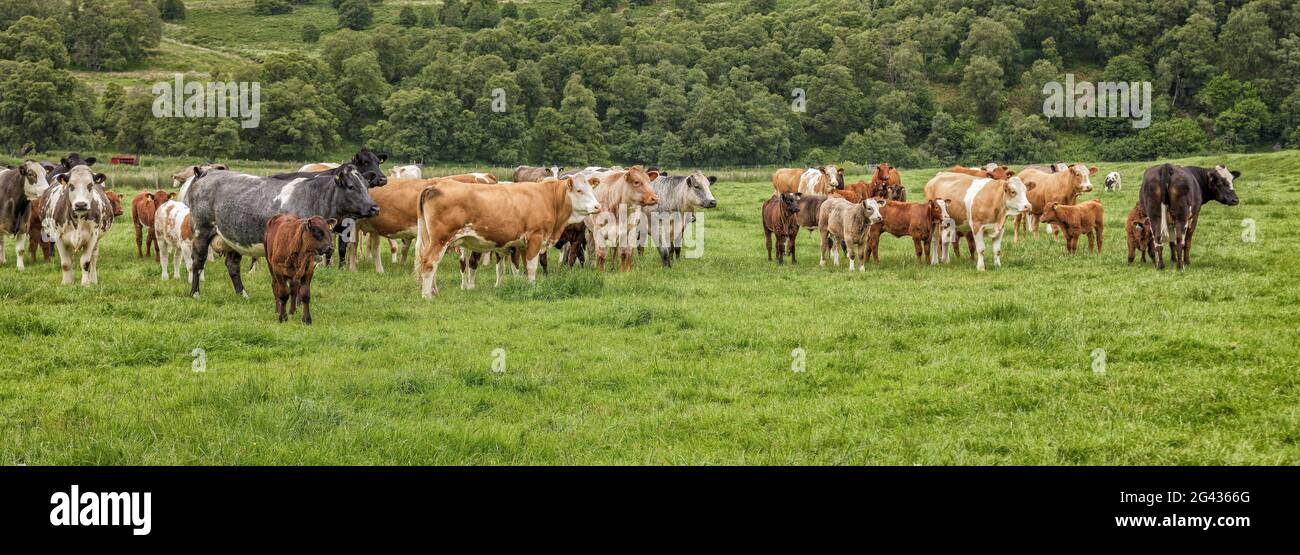 Vaches dans un pré vert herbacé Banque D'Images