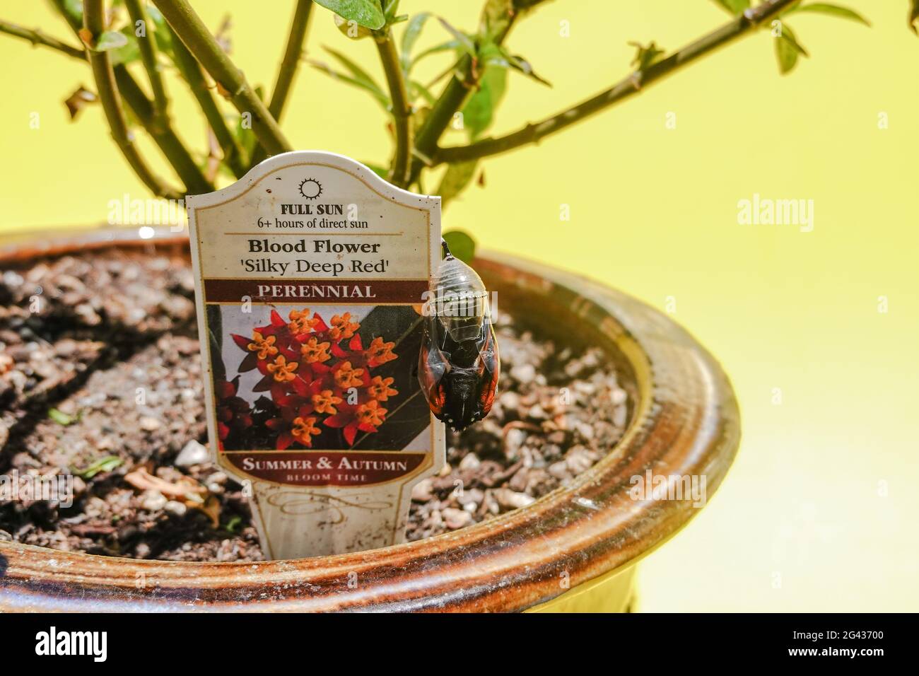 Étapes de la métamorphose du papillon Monarch sur une plante de l'herbe à lait dans une cour de Californie Banque D'Images