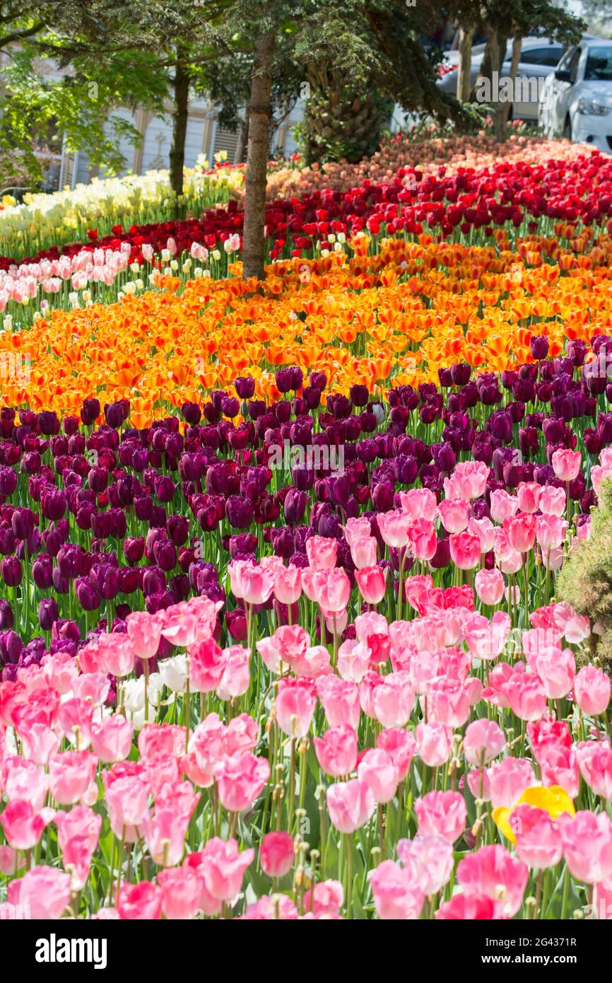 Fleurs de tulipes colorées dans le jardin Banque D'Images