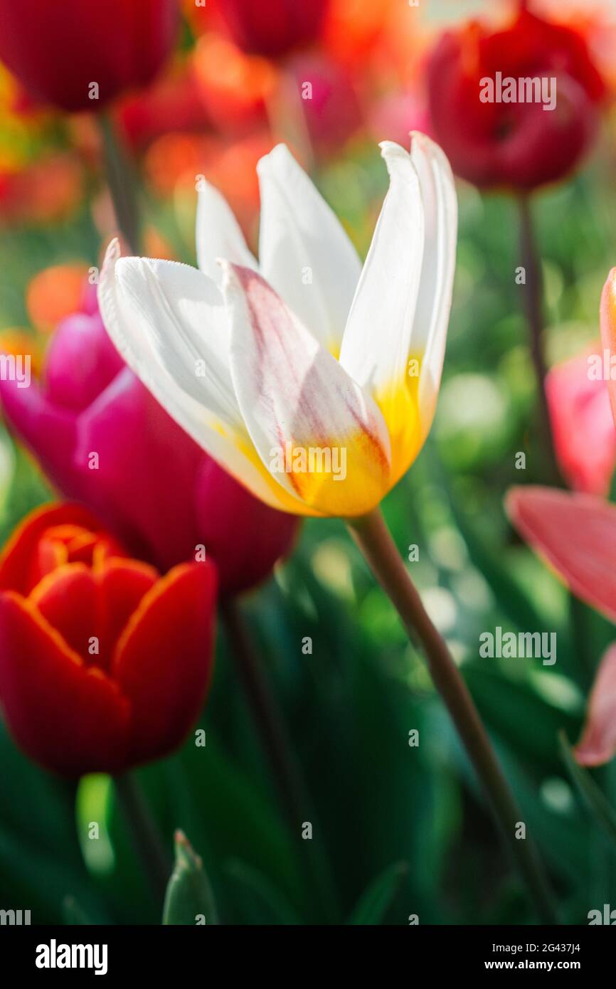 Fleurs de tulipe en printemps comme fond floral Banque D'Images