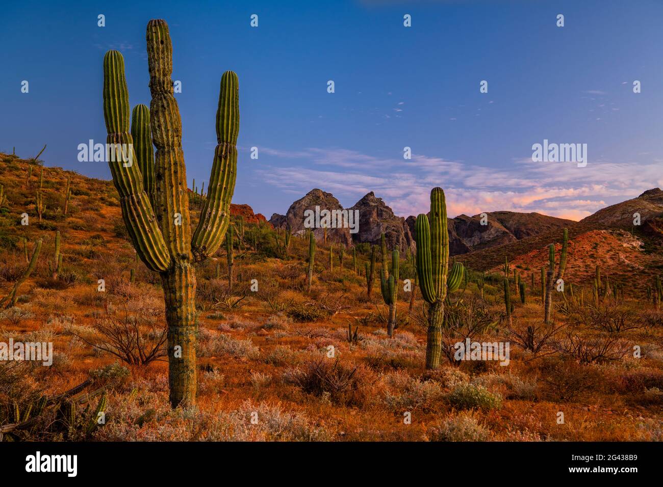 Paysage avec cactus dans le désert, Parc naturel de Tecalote Canyon, San Diego, Californie, Etats-Unis Banque D'Images