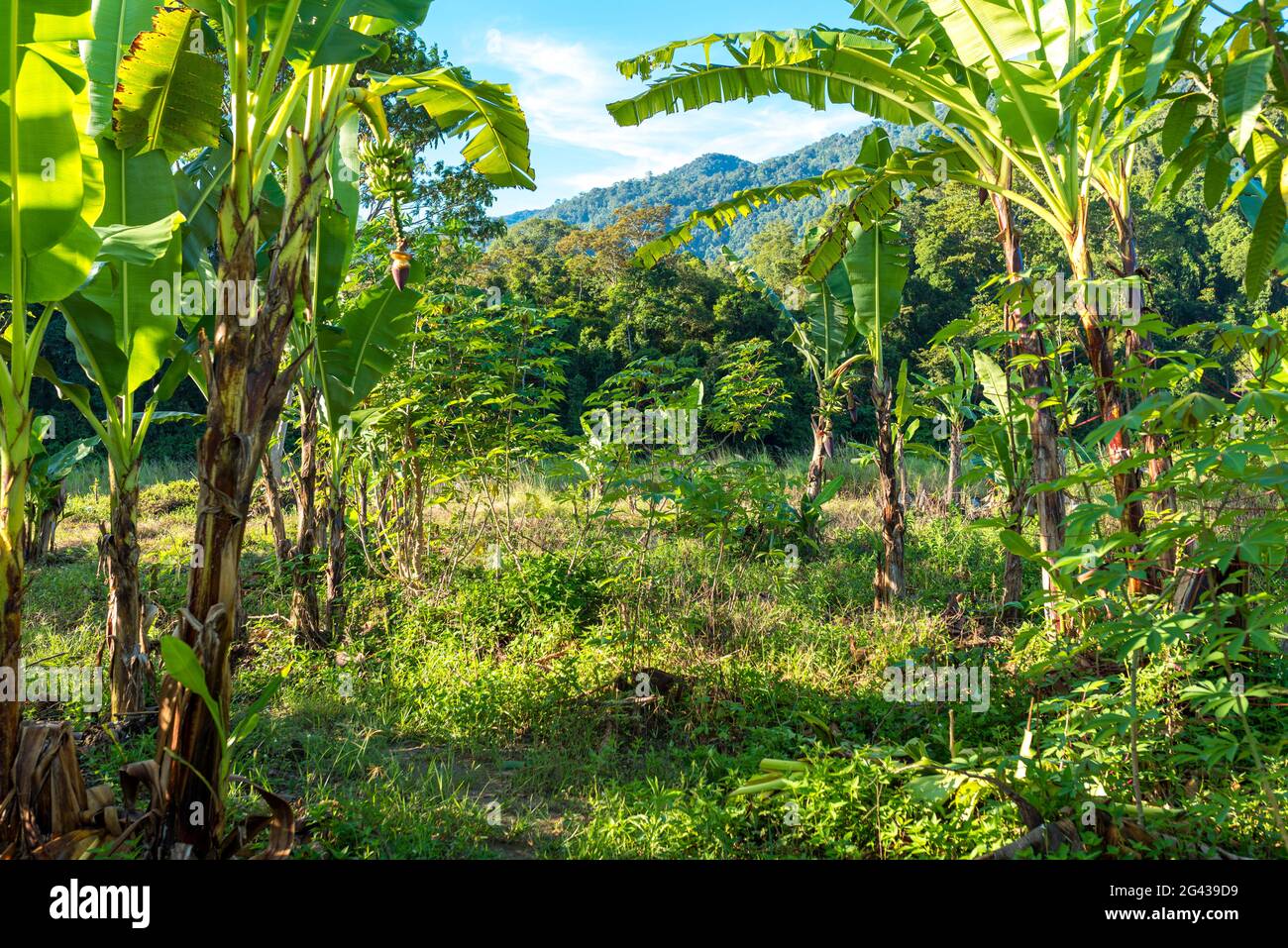 Paysage à Ketambe dans le sud du parc national Gunung Leuser Banque D'Images