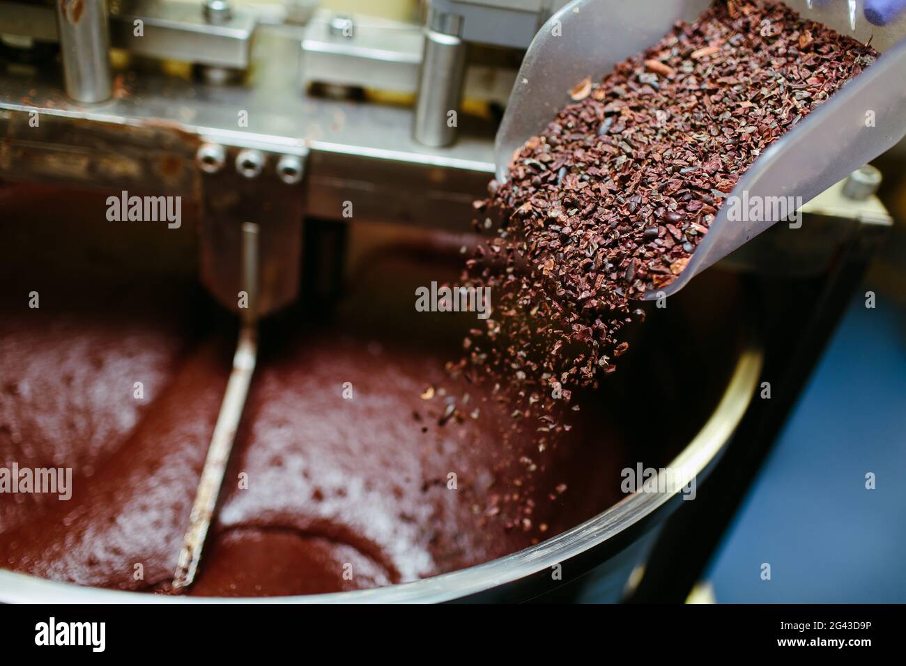 Fabrication artisanale de chocolat, ajout de gruaux de cacao dans le moulin à pierre de Melanger. Banque D'Images