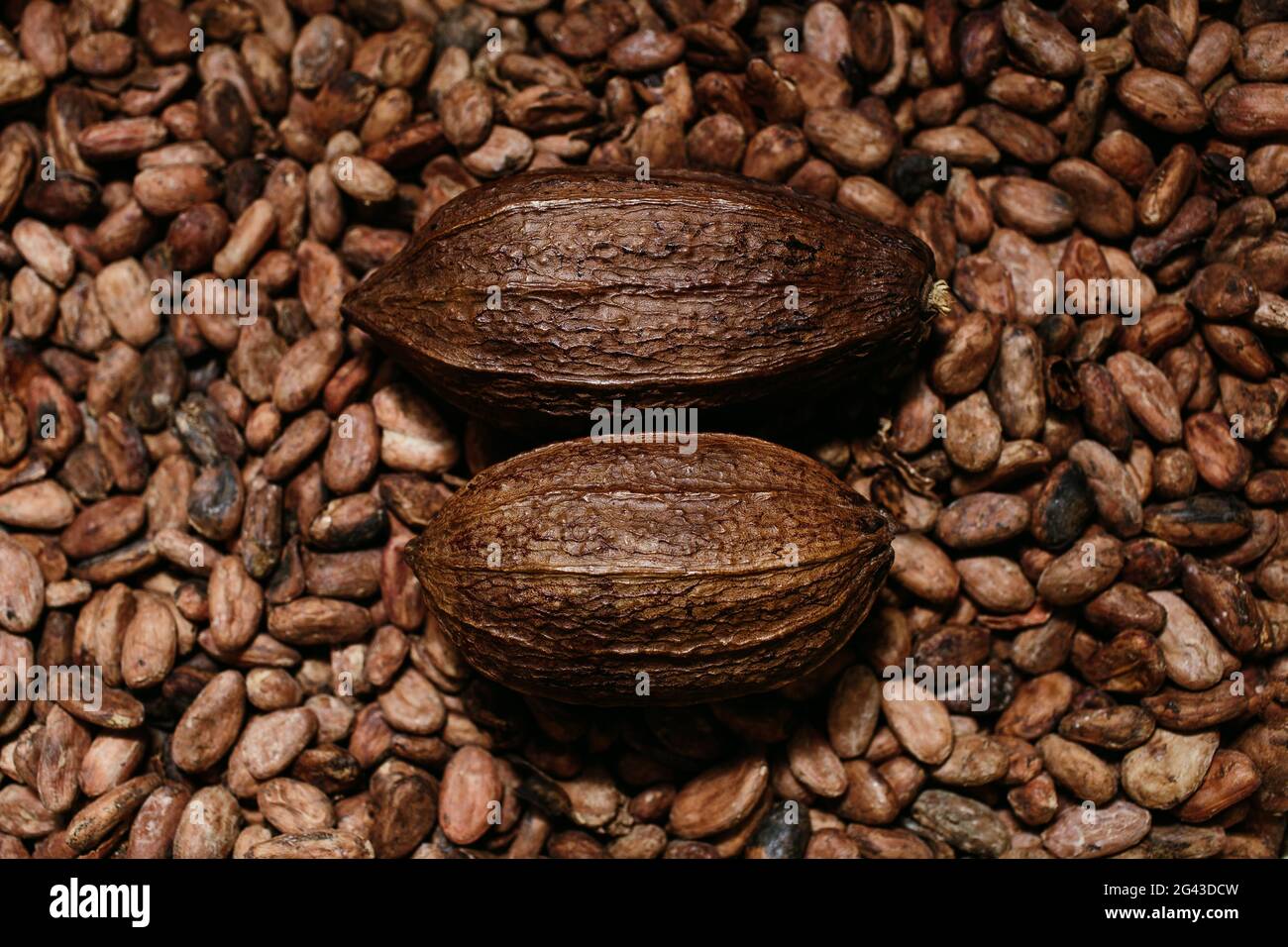 Fabrication artisanale de chocolat bio, fruits de coca et haricots, source de théobromine Banque D'Images