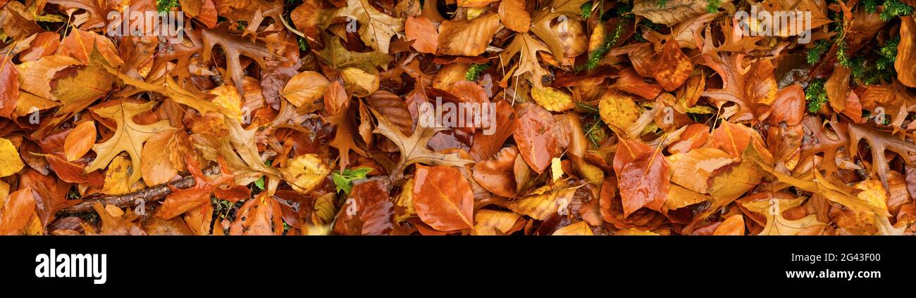 Gros plan des feuilles mortes de couleur automnale Banque D'Images