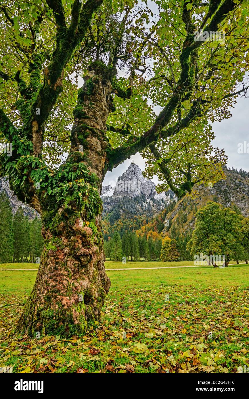 Sycamore érable en feuilles d'automne avec Geiselstein en arrière-plan, Wankerfleck, Alpes d'Ammergau, montagnes d'Ammer, Souabe, Bavière, Allemagne Banque D'Images