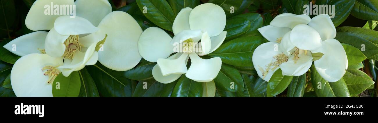 Gros plan de fleurs de magnolia blanc Banque D'Images