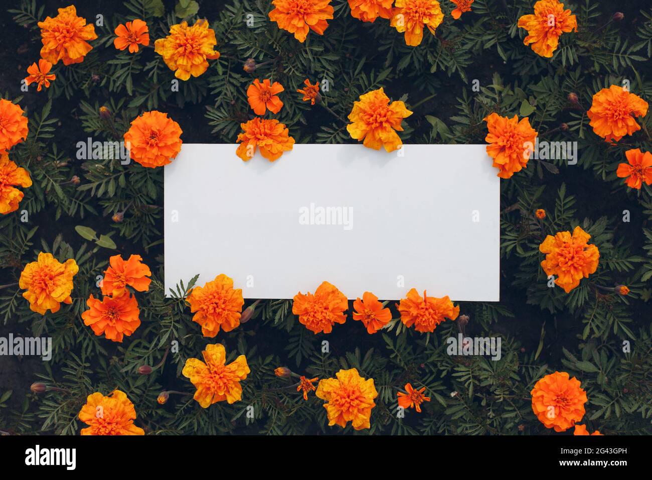 Affiche en papier blanc avec espace pour les copies sur la parterre à fleurs. Gabarit vierge sans inscription en fleurs. Banque D'Images