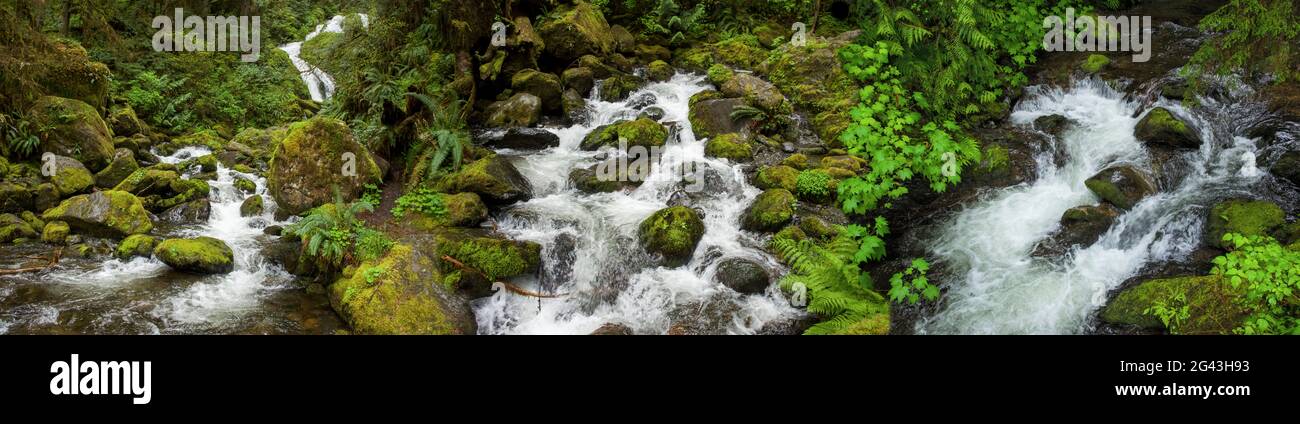 Paysage avec ruisseau, forêt tropicale de Quinault, État de Washington, États-Unis Banque D'Images
