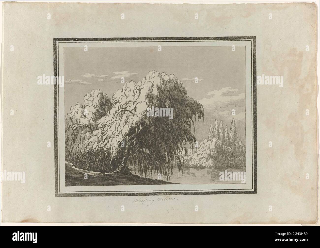 Saule pleureur. Imprimer à partir d'un album en cassette avec 14 études en vernis mou et aquatint de différents types d'arbres. Banque D'Images